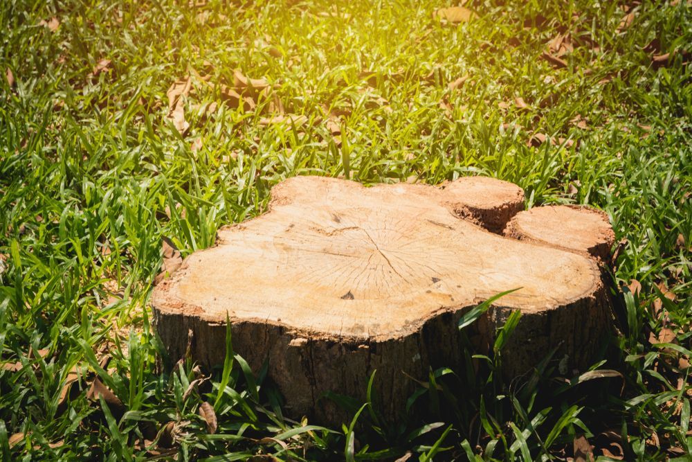 Tree stump in green grass, with two smaller stumps nearby; bright sunlight.