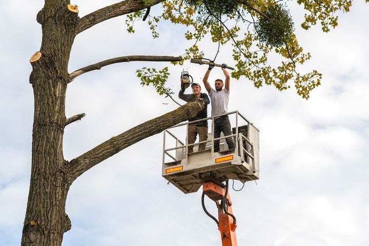Two men on a lift trim a tree branch with a chainsaw, against a cloudy sky.