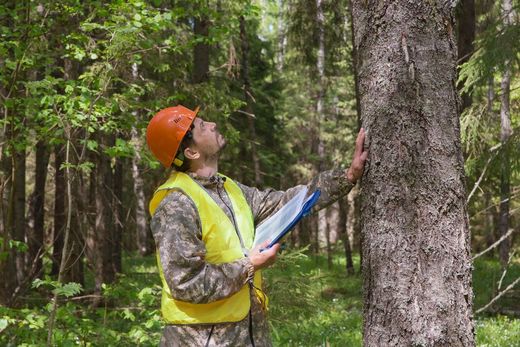 Forester in safety vest and hard hat examining a tree in a sunlit forest, holding clipboard.