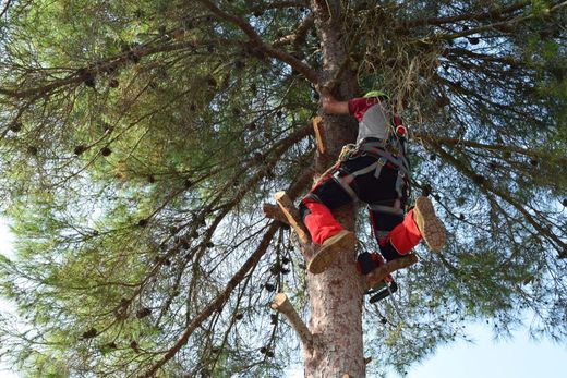 Arborist in safety gear climbs a tree, working with ropes and equipment, sunny outdoors.