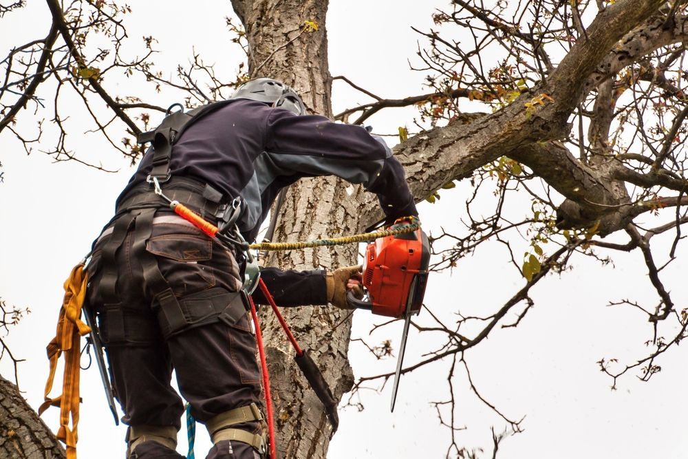 Arborist cutting tree branches with a chainsaw, wearing safety gear and harness.