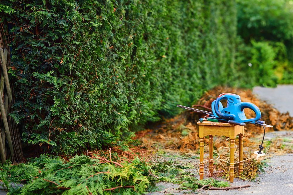 Electric hedge trimmer on a small table near a trimmed hedge. Green foliage and brown clippings on the ground.