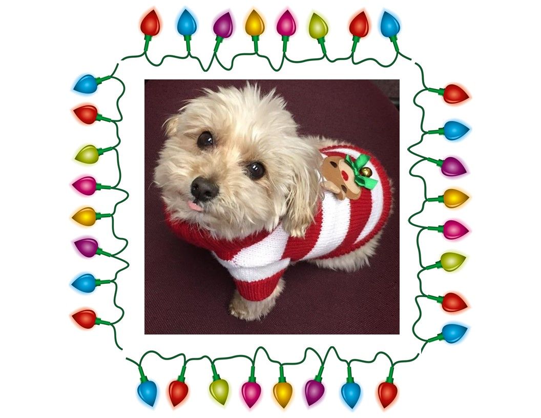 Dog in red and white striped sweater with reindeer decoration, framed by Christmas lights.