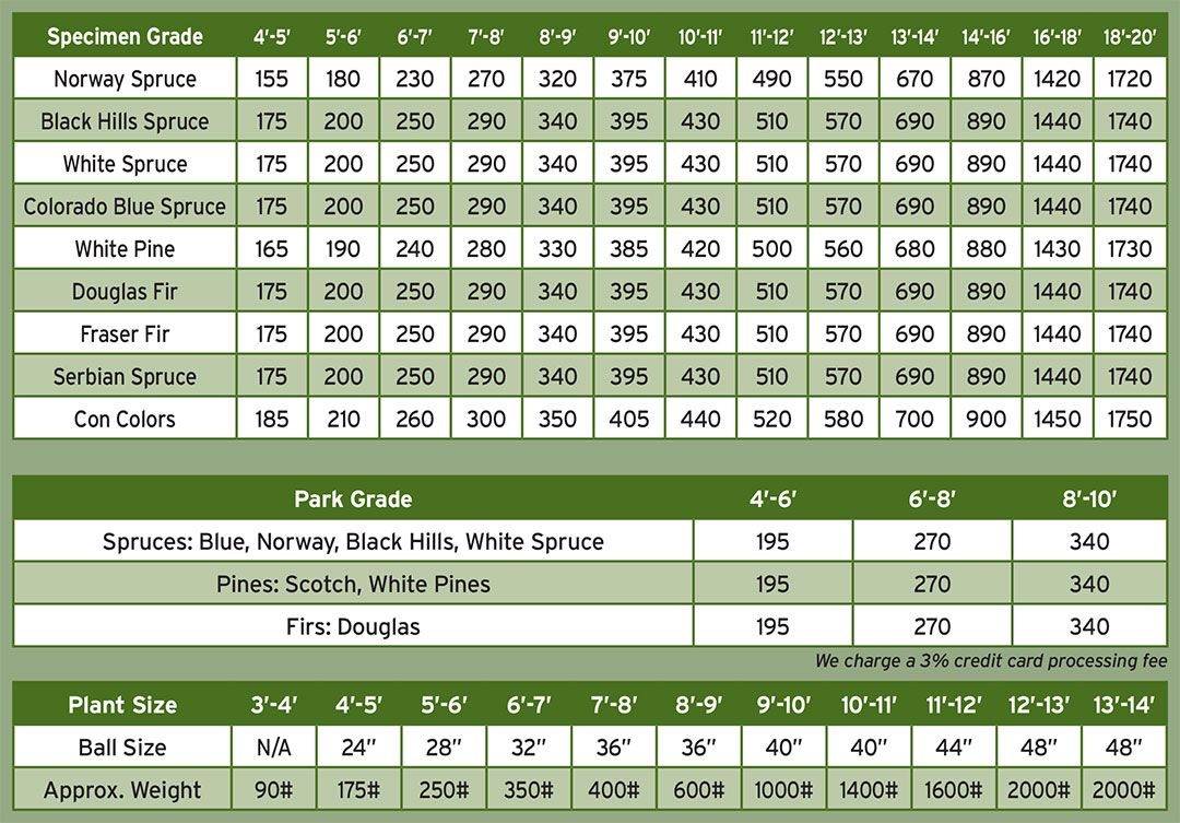 Bruce Conifers prices