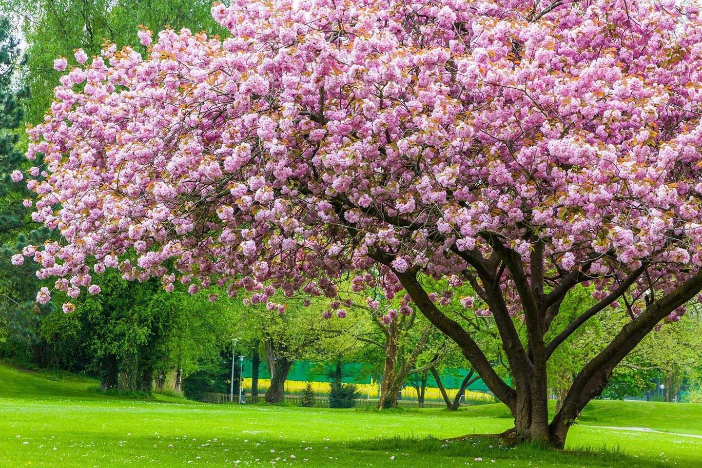 cherry blossom tree with pink flowers