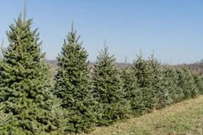 Fraser Fir