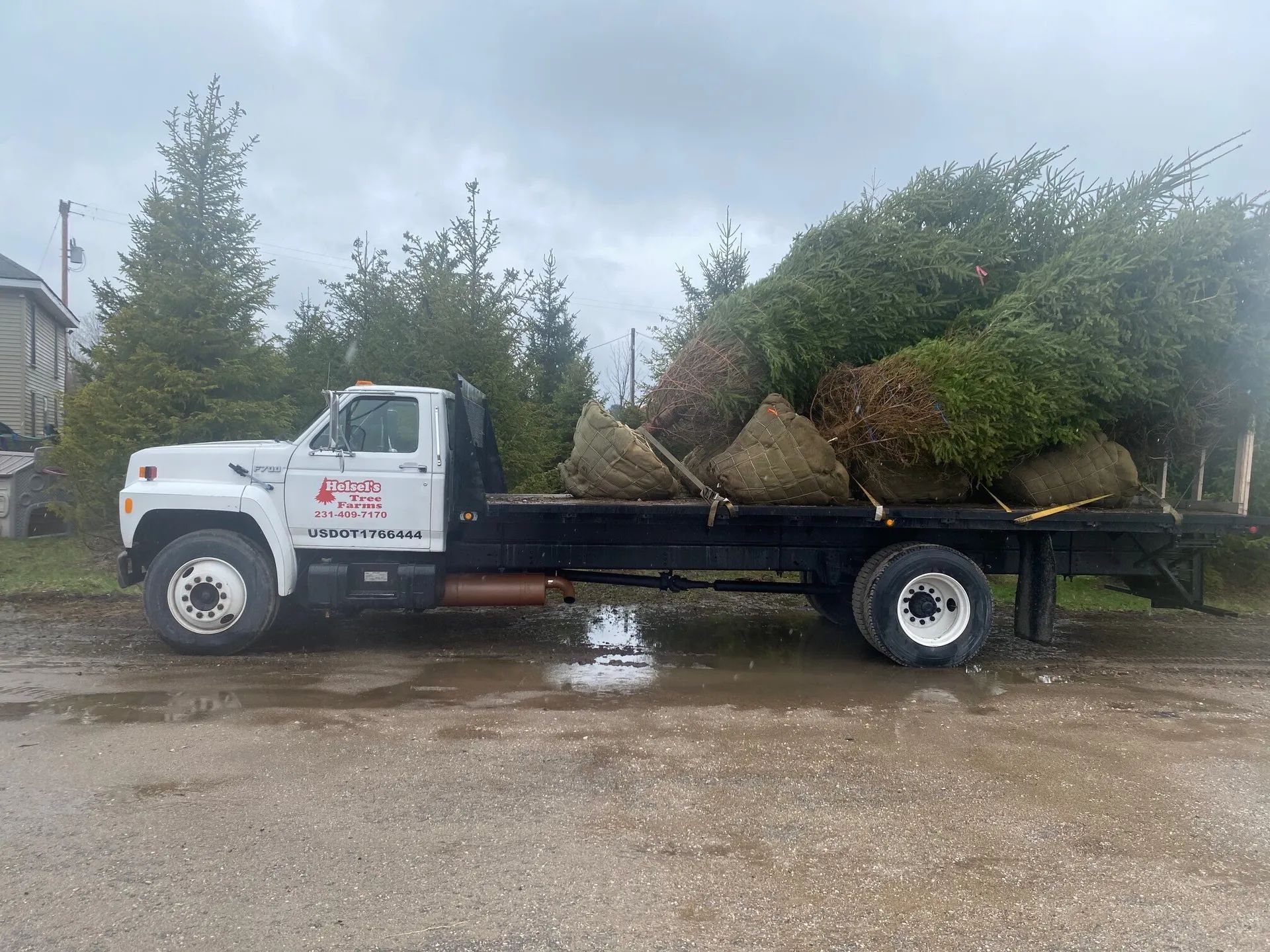 tree Services 31