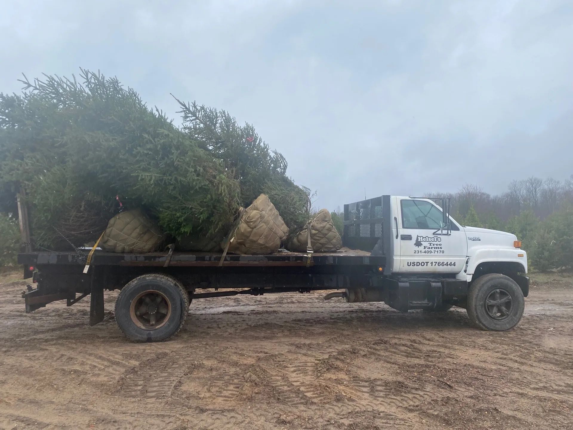 tree Services 33