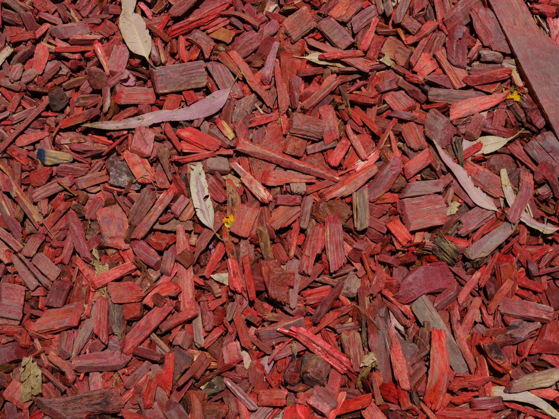Red shredded mulch covering the ground, with a few gray pieces mixed in