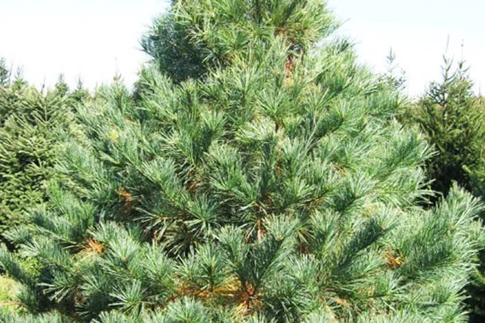 White Pine