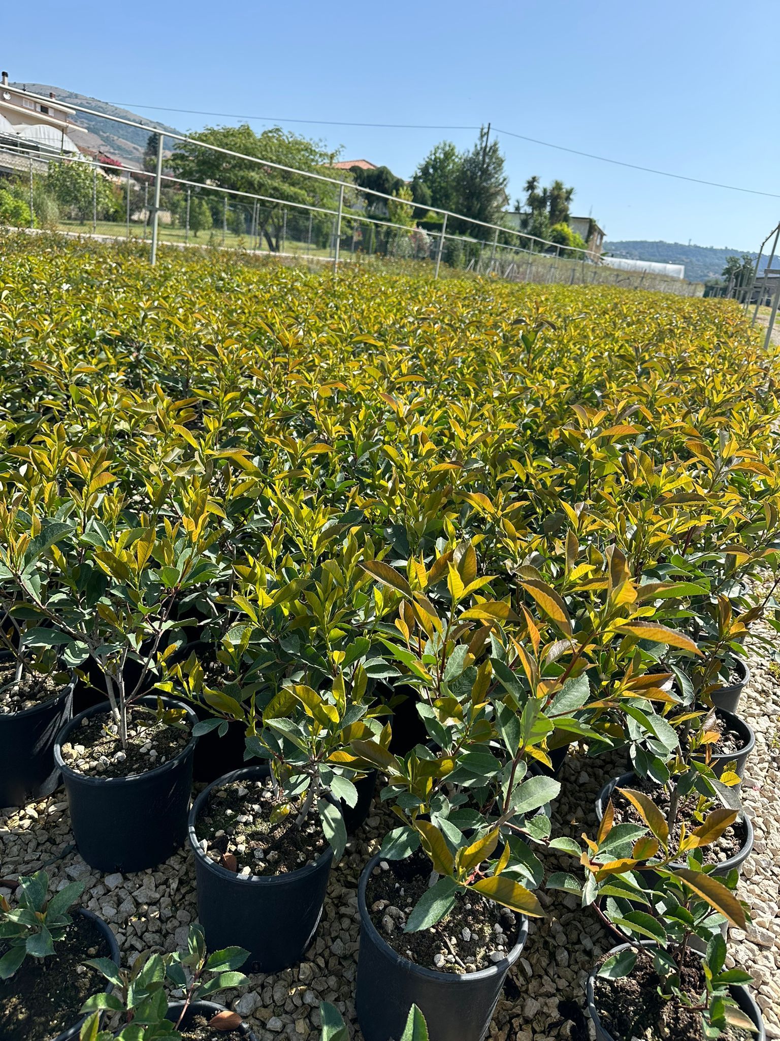 File di piante in vaso in un vivaio soleggiato. Il fogliame verde e giallo riempie i vasi.