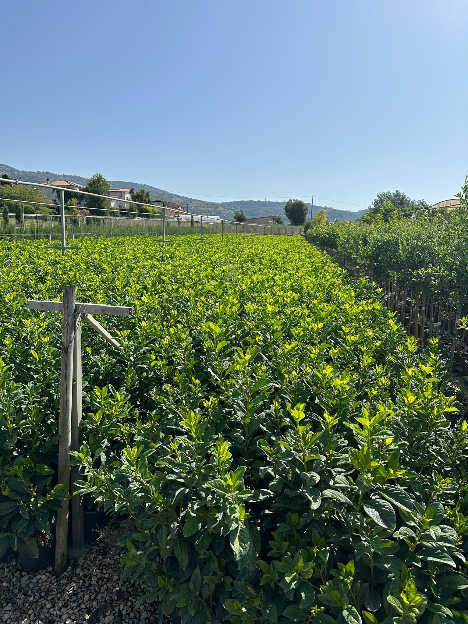File di piante verdi in un campo sotto un cielo azzurro, con alcune case e colline sullo sfondo.