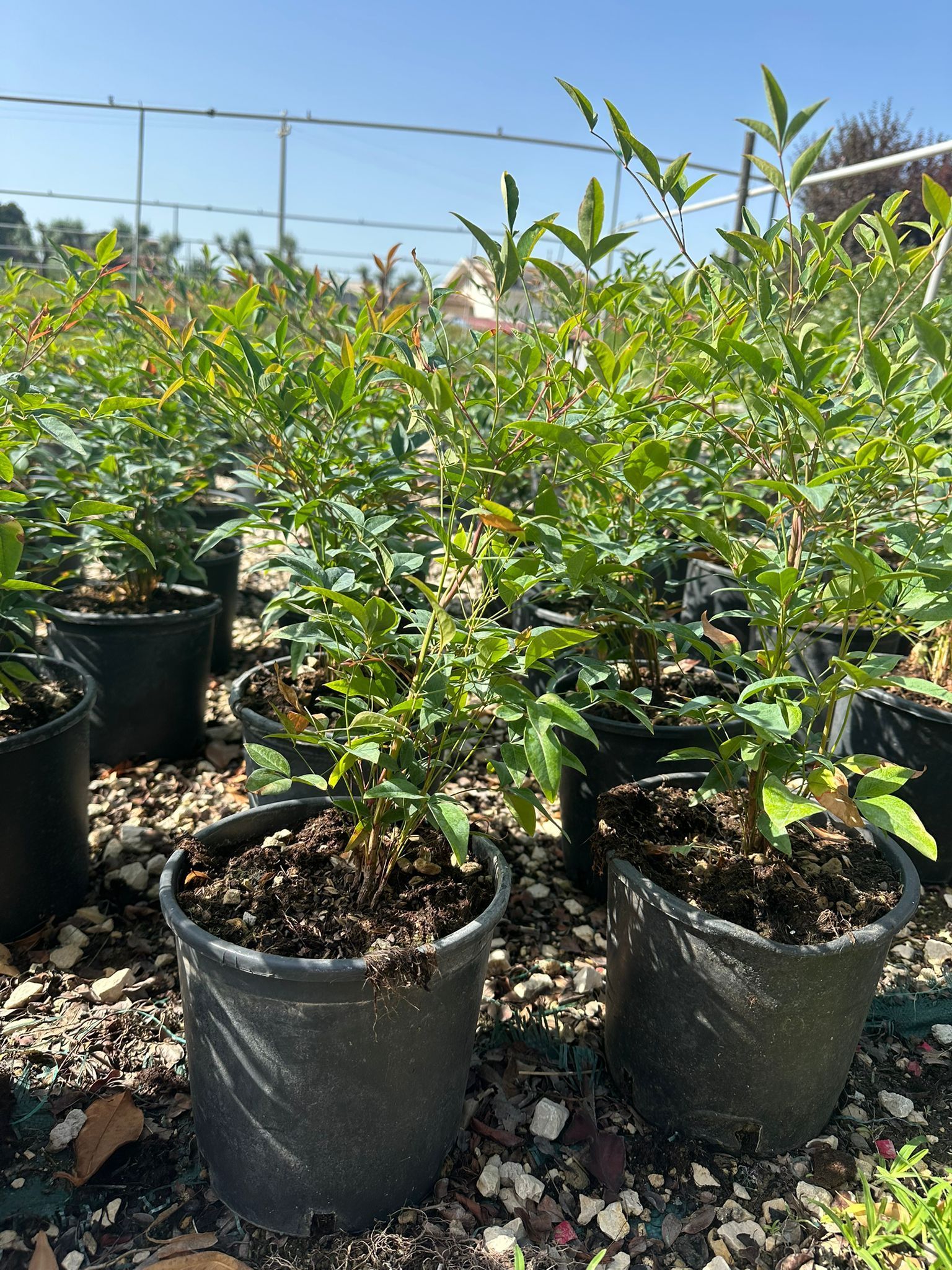 File di arbusti verdi in vaso in un vivaio all'aperto, sotto un cielo azzurro.