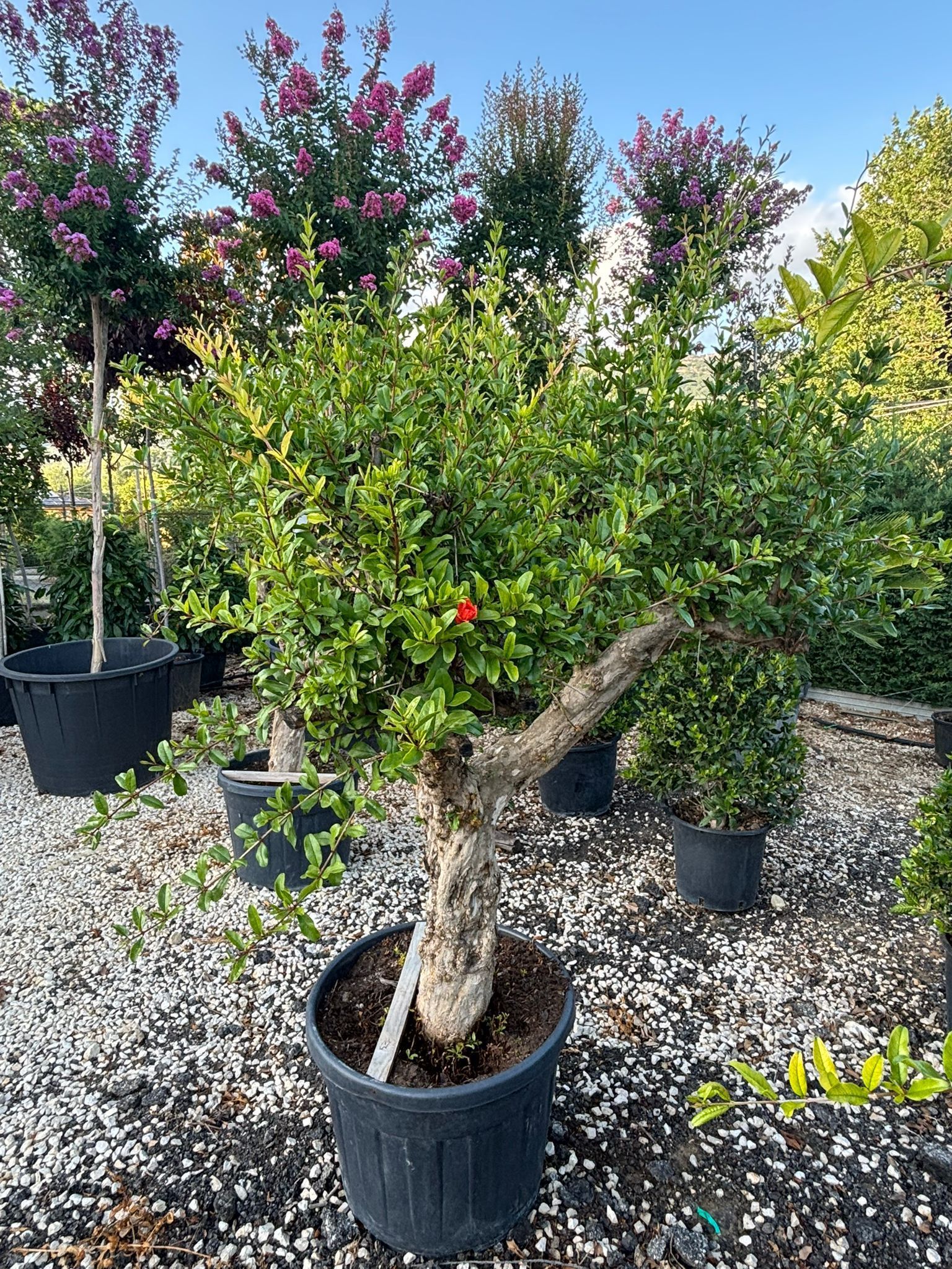 Albero in vaso con tronco nodoso e foglie verdi, in uno spazio esterno coperto di ghiaia.