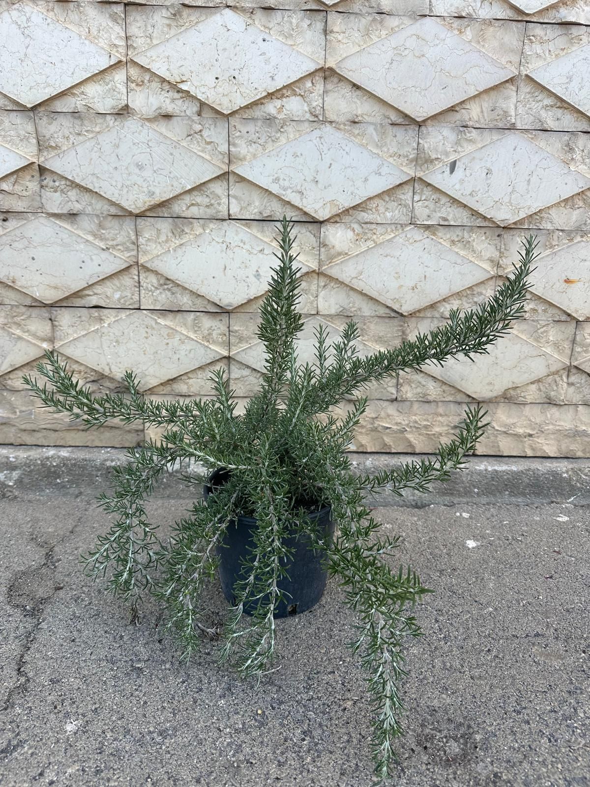 Pianta verde in vaso con rami sottili e pendenti, contro una parete ruvida e di colore chiaro.