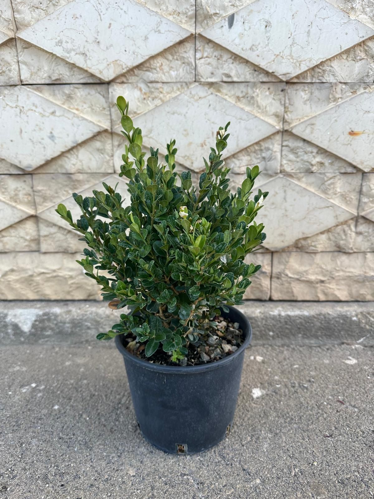 Arbusto verde in un vaso nero di fronte a un muro di pietra decorato.