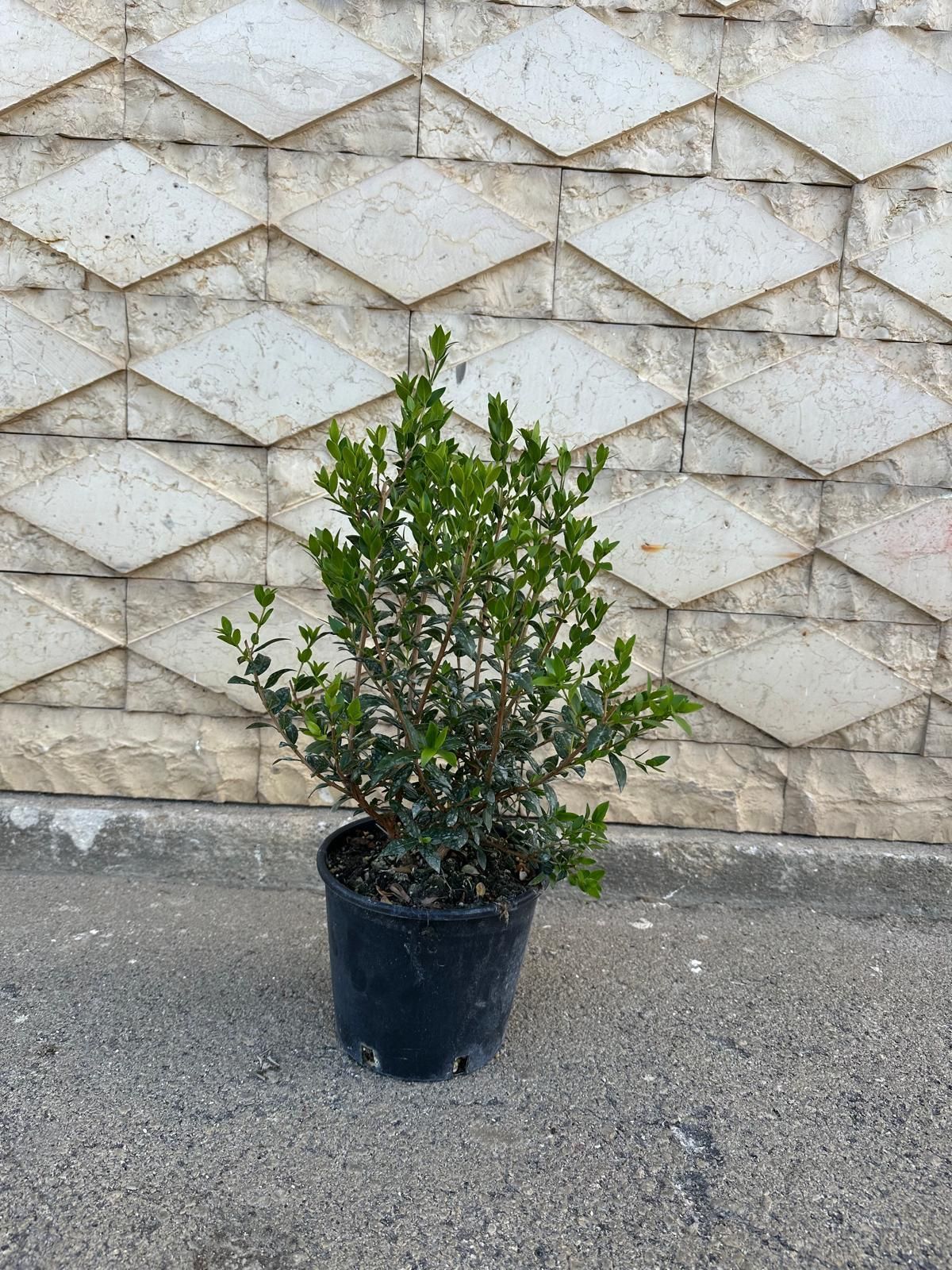 Piccolo arbusto verde in un vaso nero contro un muro di cemento con motivo a rombi.
