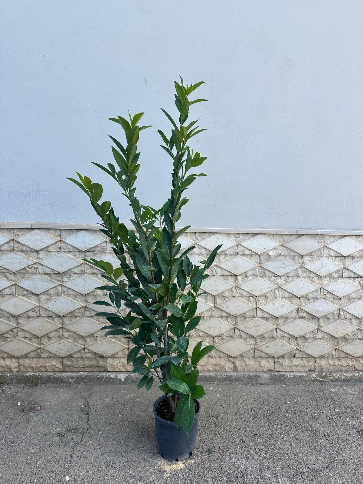Una pianta di alloro in vaso con foglie verde scuro su uno sfondo grigio con motivo a mattoni.