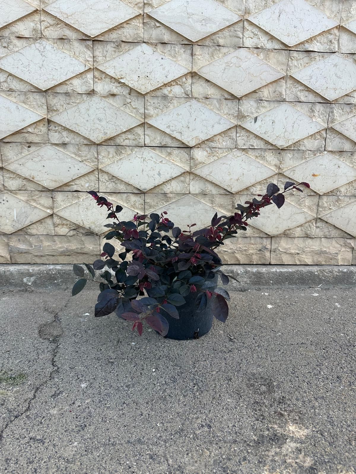 Pianta dalle foglie scure in un vaso nero sull'asfalto, davanti a un muro decorato con motivi a rombi.