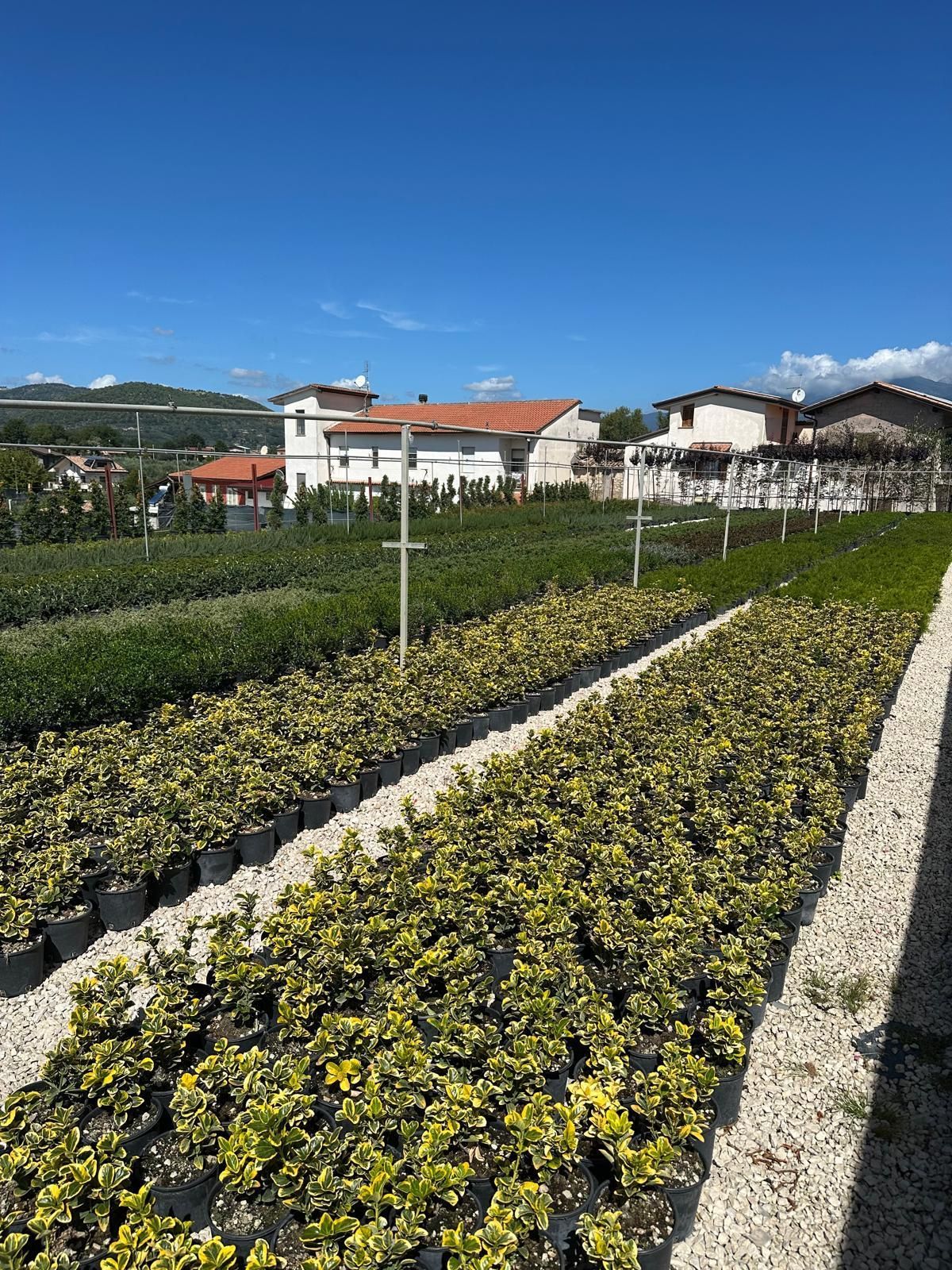 File di piante verdi in vaso in un vivaio, disposte sulla ghiaia.