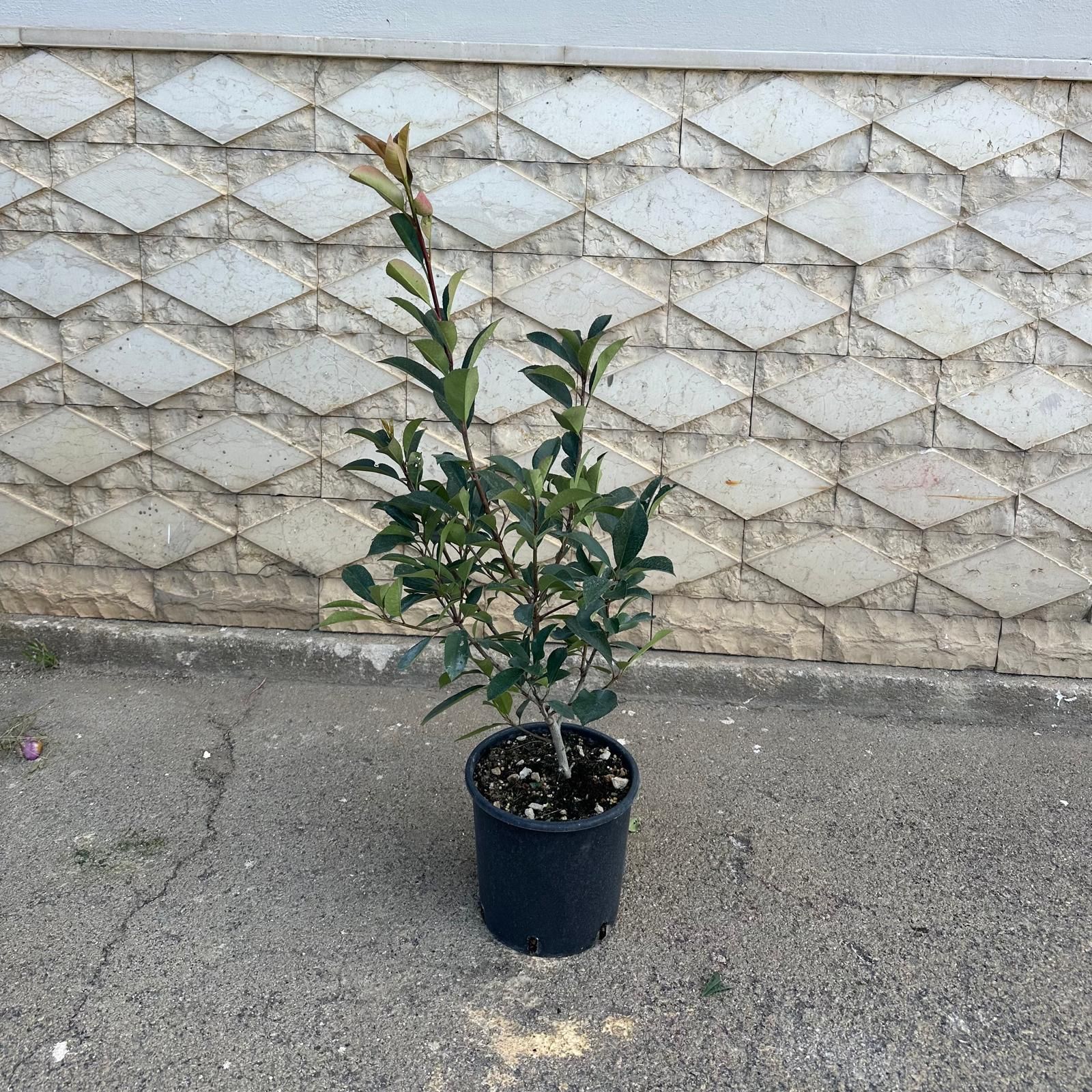 Un giovane albero in vaso con foglie verdi, appoggiato a un muro con motivi grigi, su un marciapiede grigio.