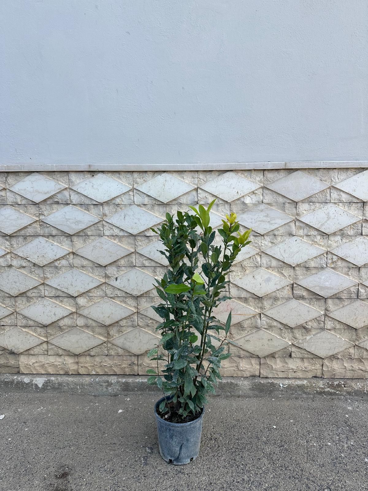Un arbusto sempreverde in vaso con foglie blu-verdi contro una parete grigia ruvida.