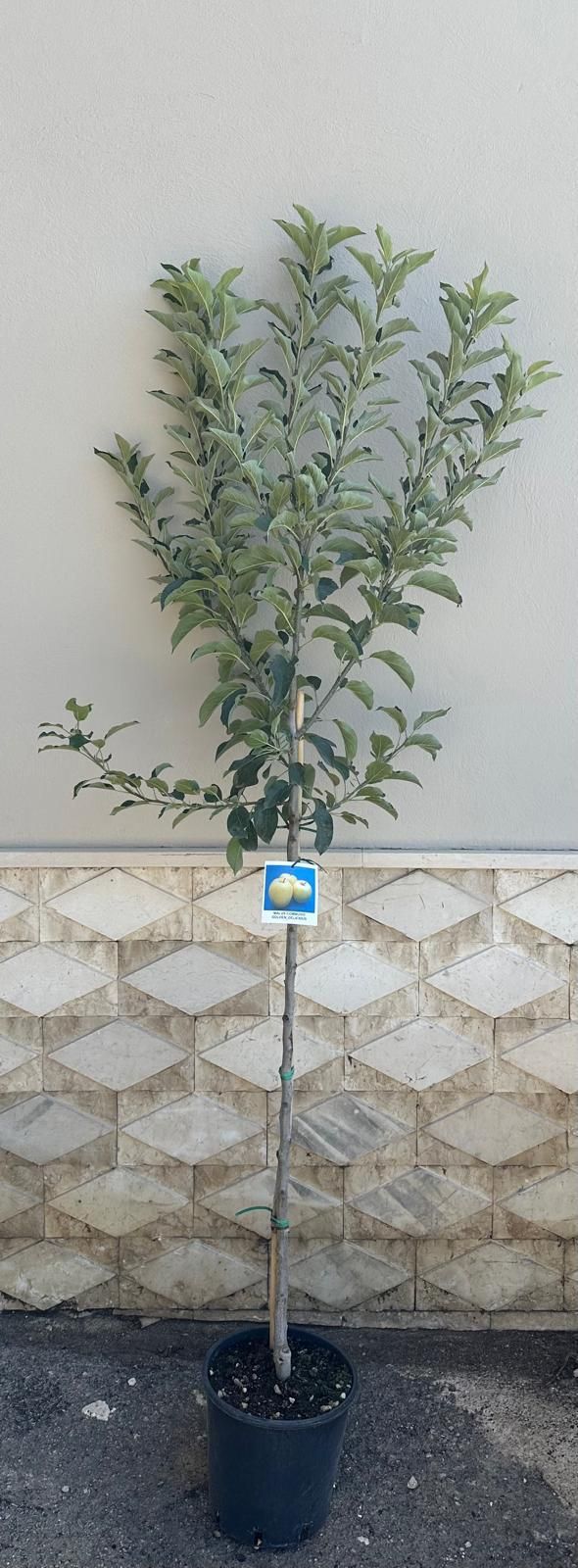 Un giovane albero in un vaso nero è posizionato davanti a una parete ruvida. L'albero ha foglie verdi e un'etichetta.