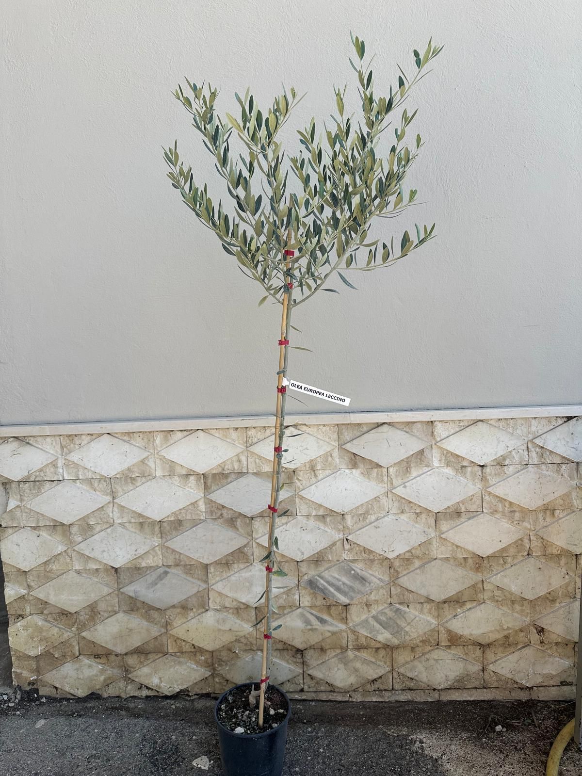 Giovane ulivo in un vaso nero contro una parete grigia ruvida; l'albero è fissato con un tutore per sostenerlo.