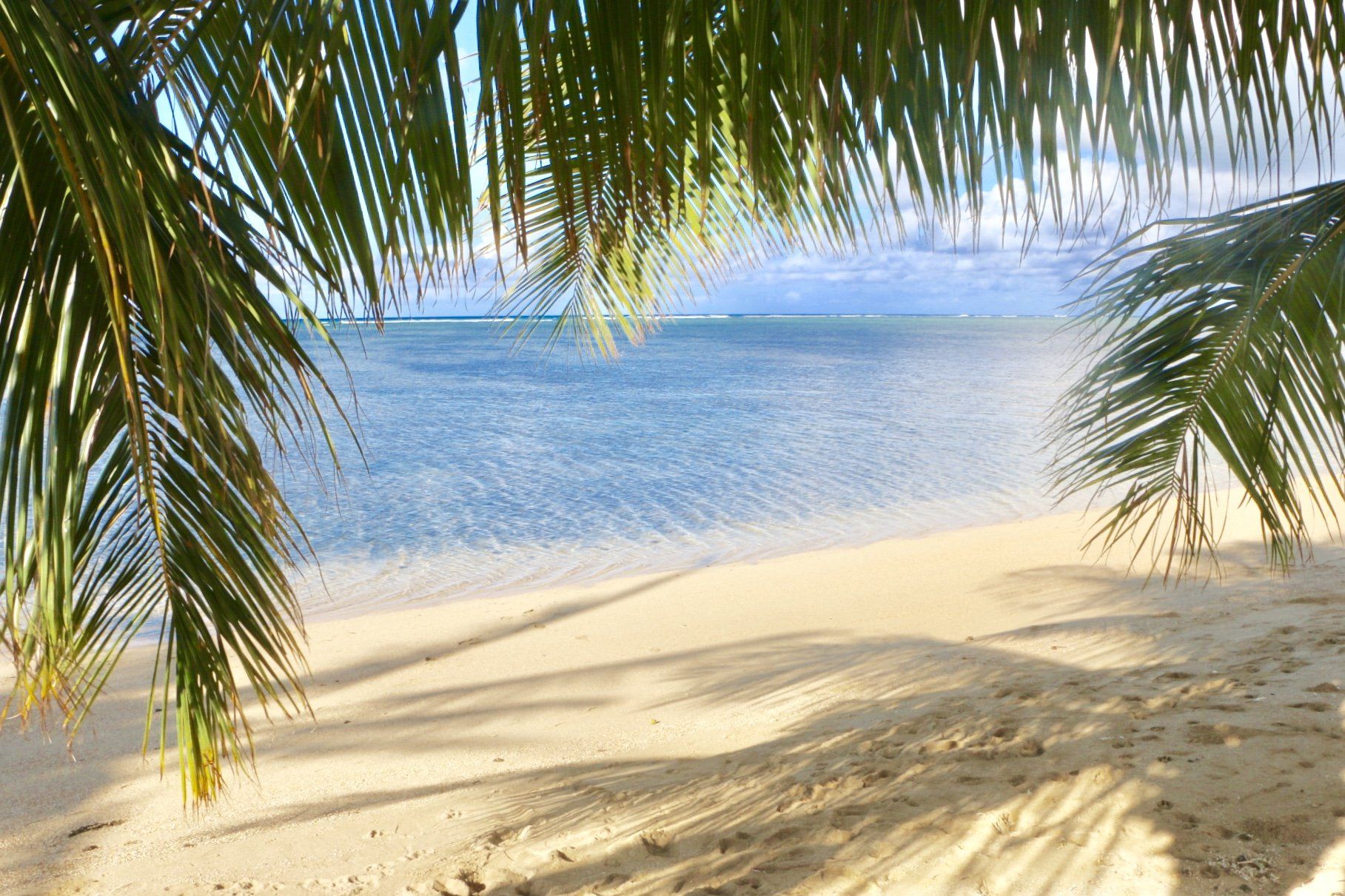 A beach with palm trees and a view of the ocean