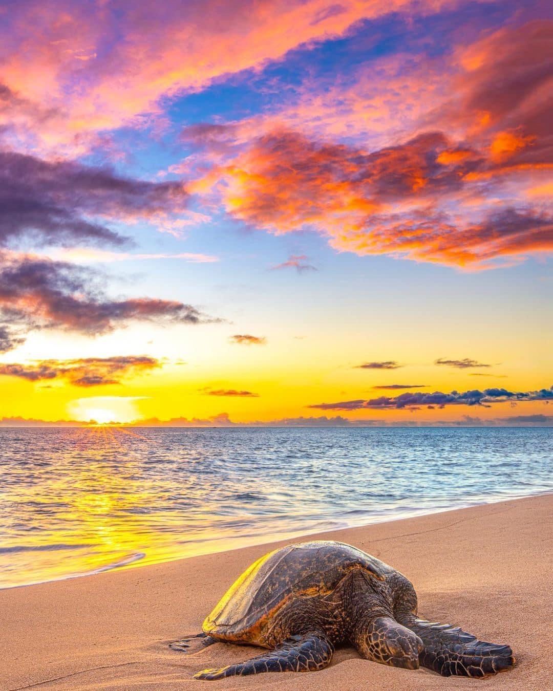 A sea turtle is laying on the beach at sunset.