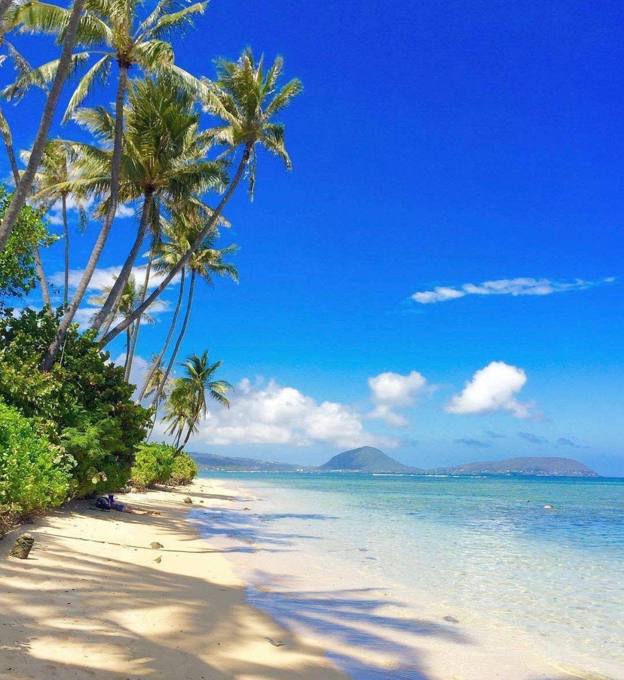 A beach with palm trees and a blue sky