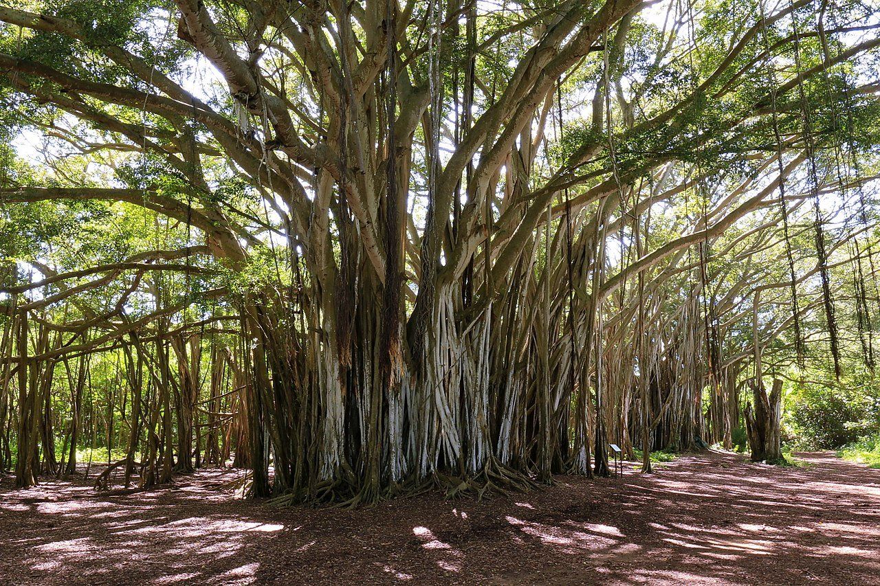 A large tree with lots of branches is in the middle of a forest.