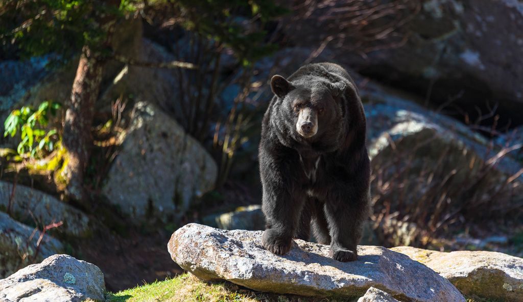 A black bear is standing on a rock in the woods.