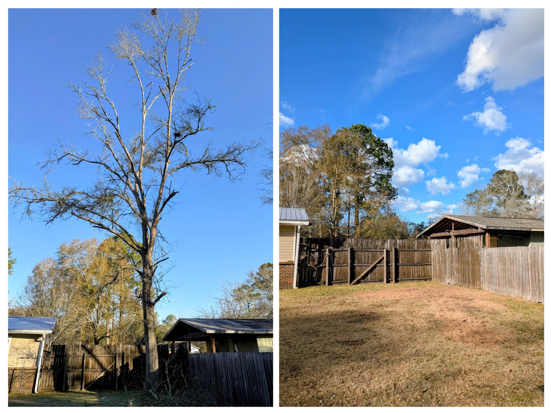 Two images: a tall bare tree against blue sky; fenced backyard with shed under a blue sky.