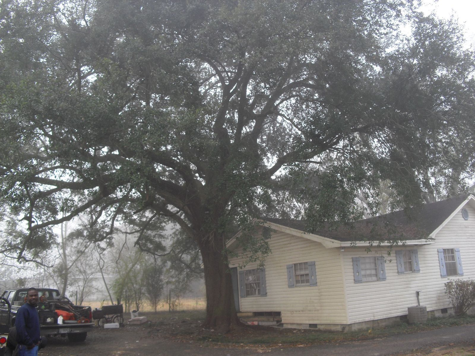 A large tree stands beside a light-colored, single-story house on a foggy day, with a pickup truck parked nearby.