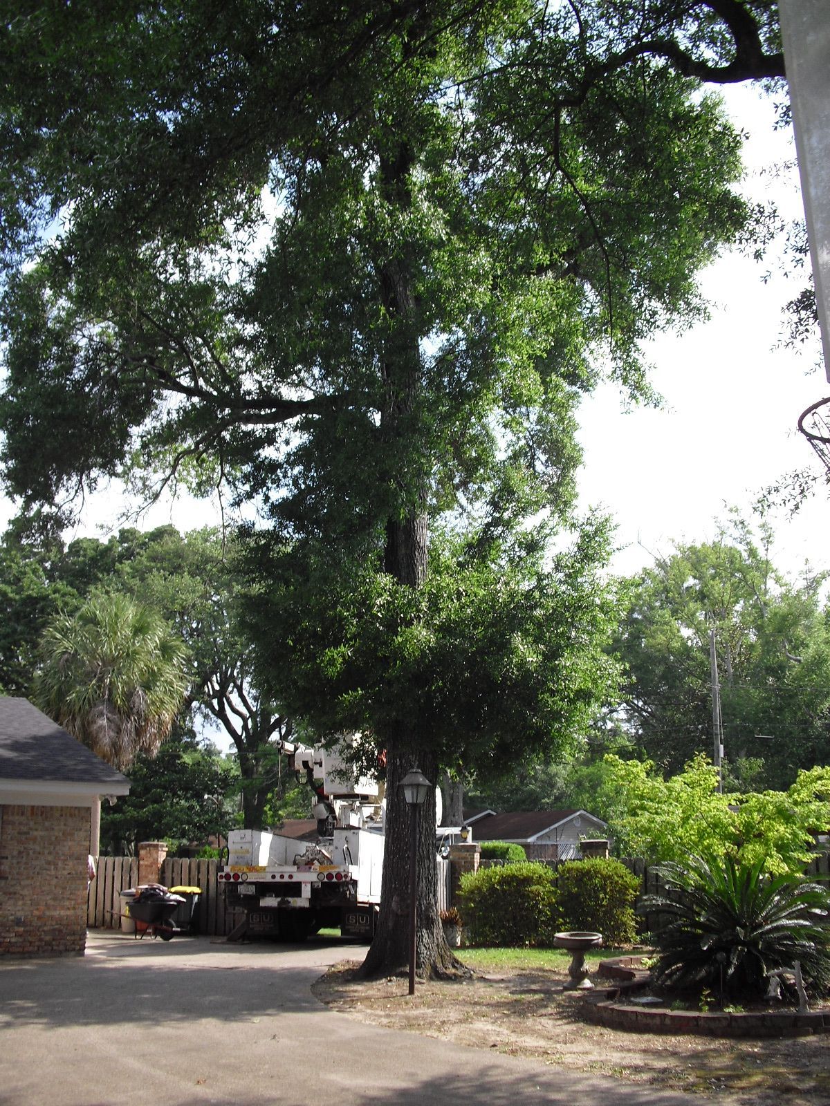 A tall oak tree stands in a driveway, with a utility bucket truck parked nearby in a residential yard.