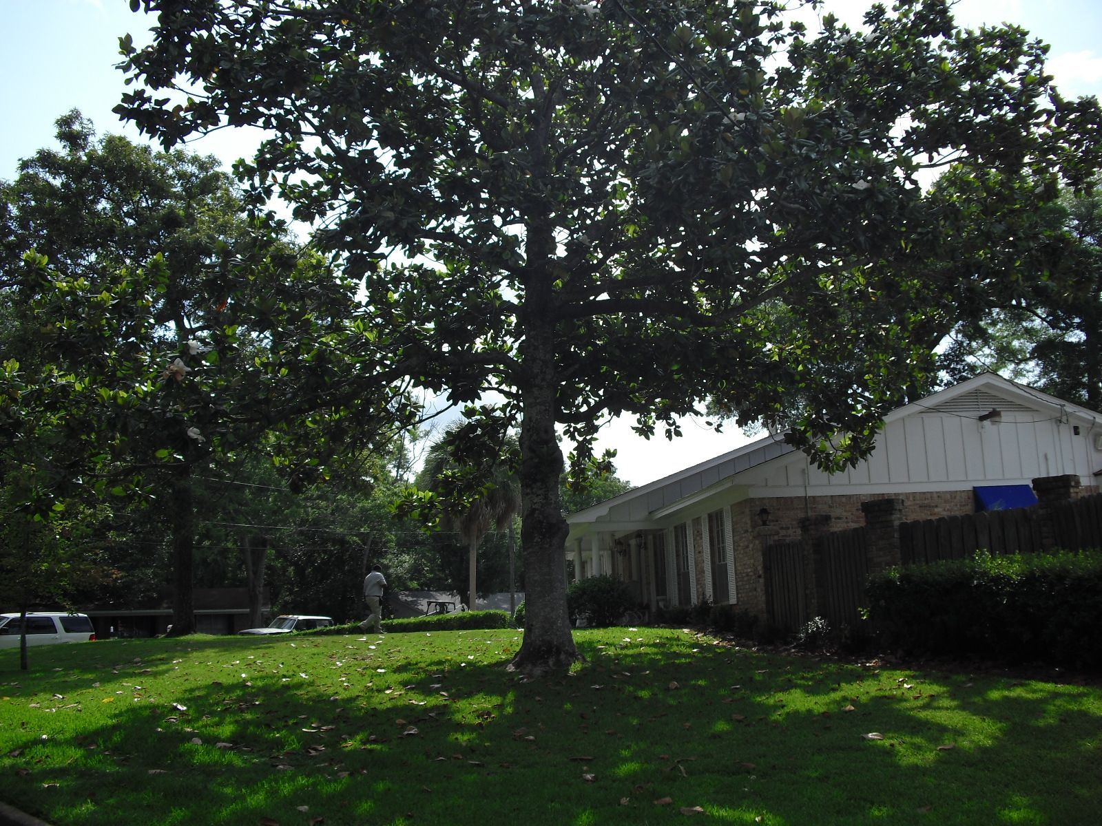A large, leafy tree stands in a sunny, green lawn in front of a house with a white exterior.