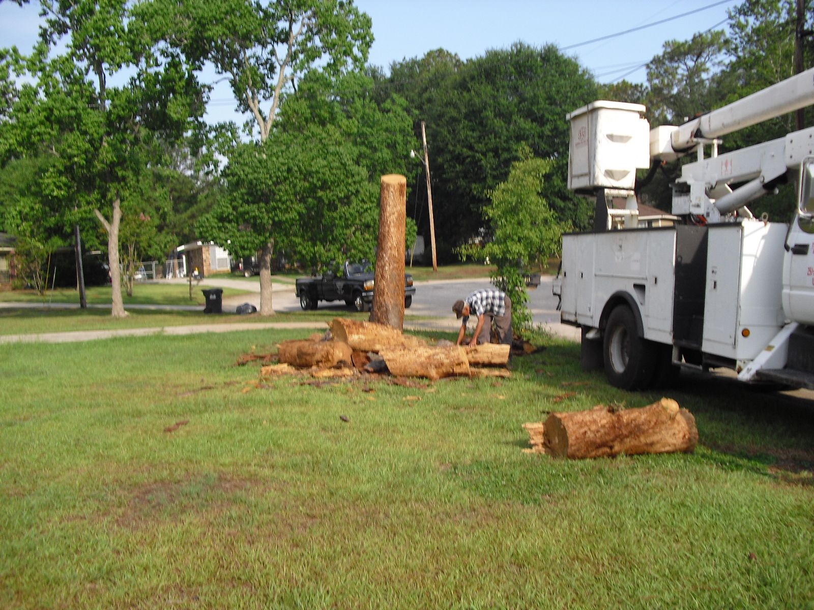 A worker uses a chainsaw to cut a downed tree on a grassy lawn next to a utility truck.