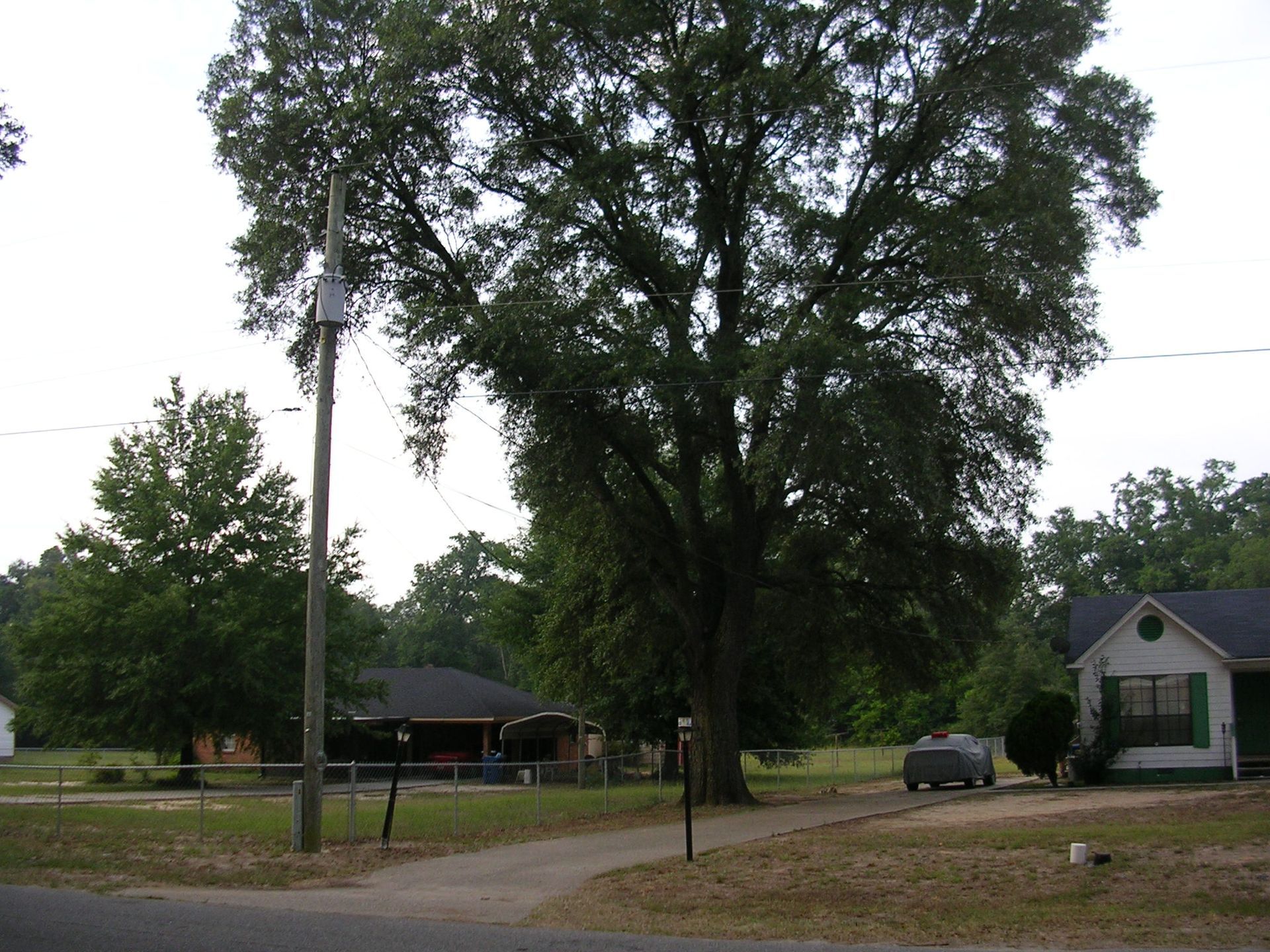 A large shade tree stands between a driveway and a white house with green shutters in a grassy rural neighborhood.