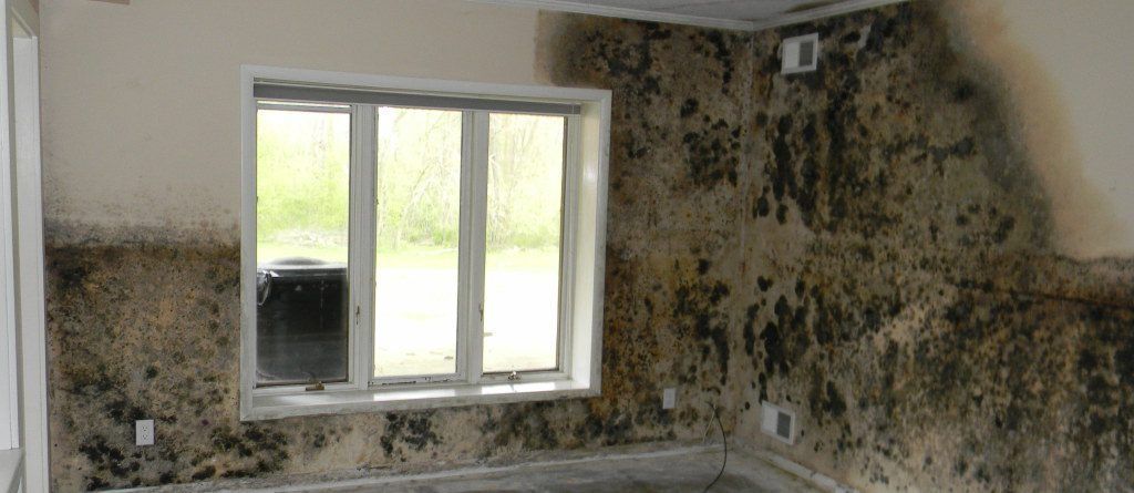 Interior of a room with severe mold damage on the walls. Window is in the center.