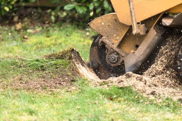 A stump grinder grinding a tree stump in green grass, with wood chips and debris scattered.