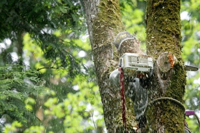 Arborist using chainsaw to cut a tree branch. Tree bark is mossy, green foliage in the background.