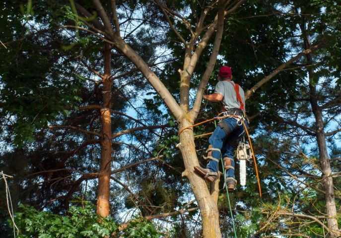 Arborist in red hat trimming a tree with a chainsaw, secured by ropes and harness.