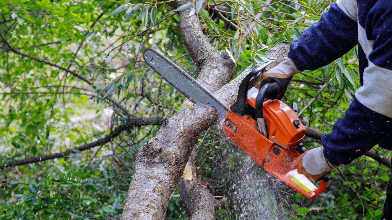 Arborist Insurance Michigan