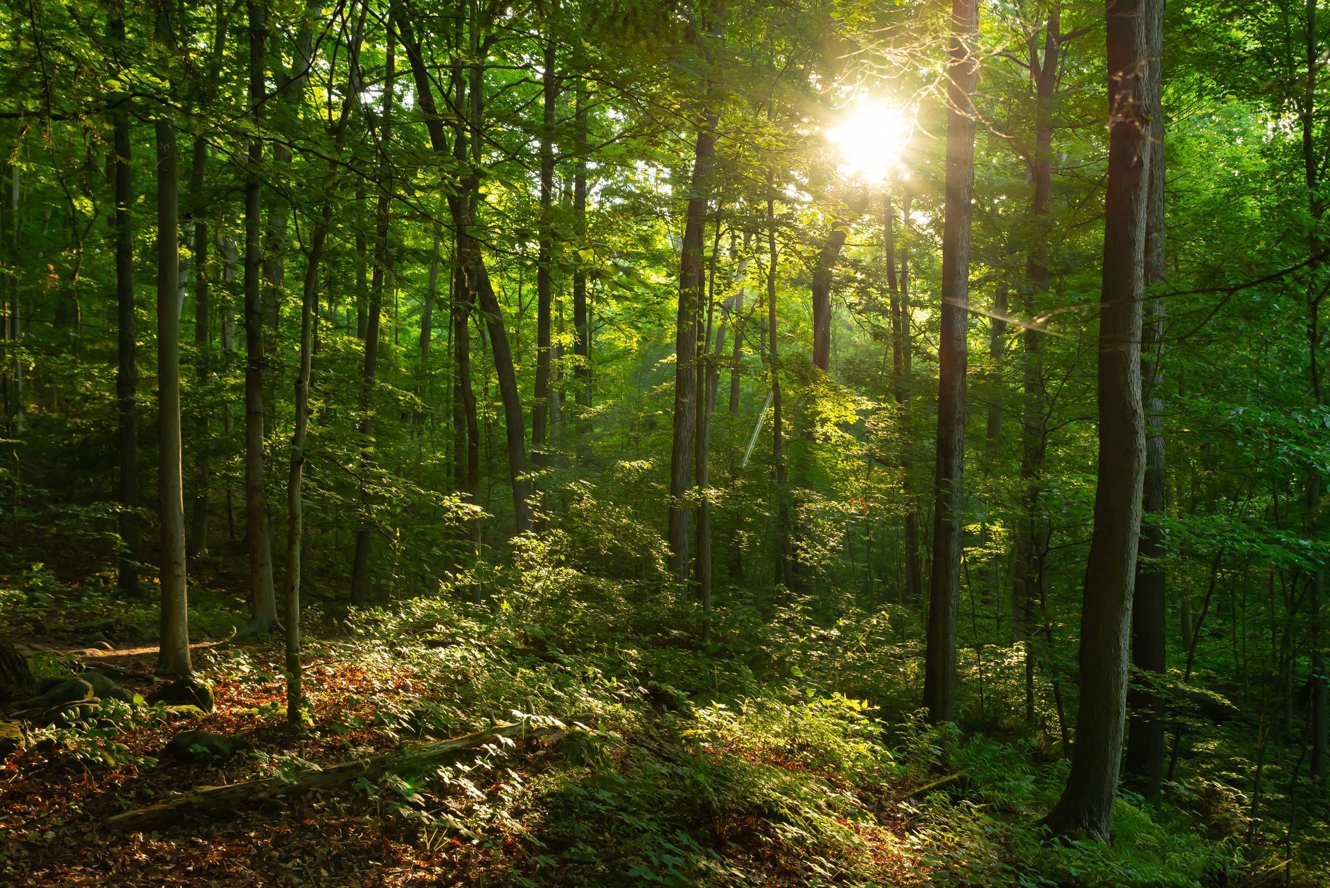 the sun is shining through the trees in the forest