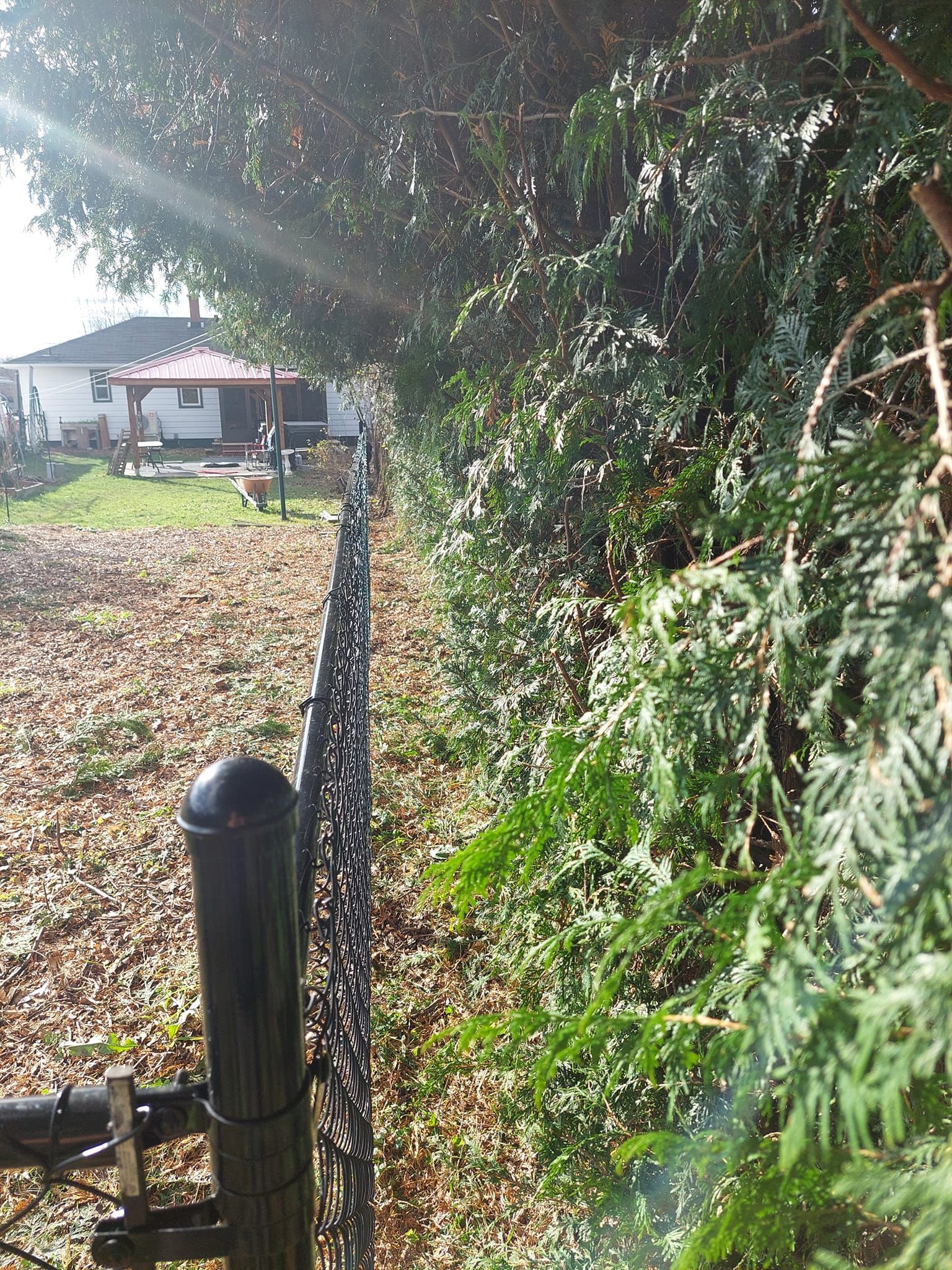 Black wrought iron fence bordering a green evergreen hedge; a house with a red roof in the background.