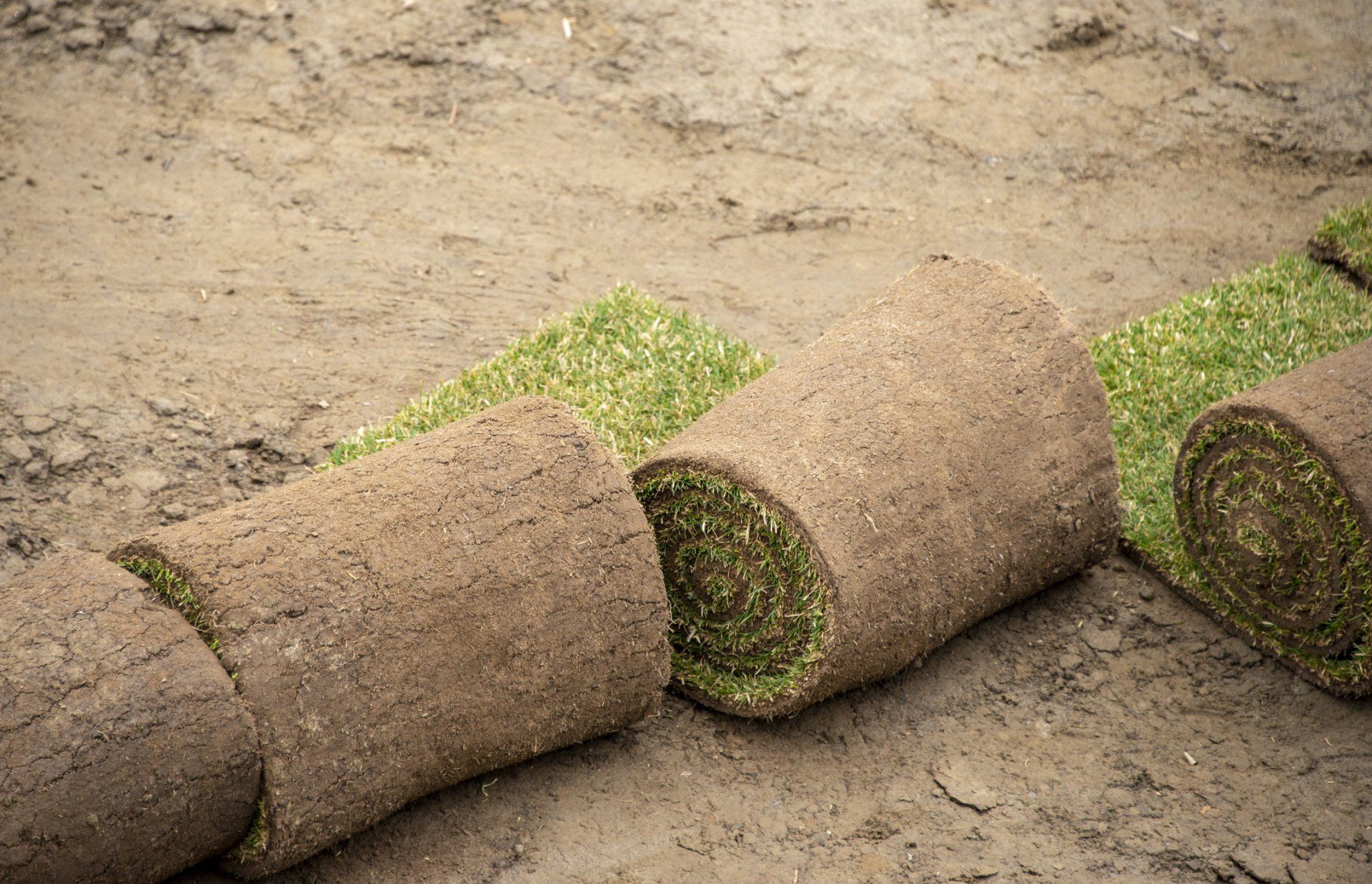 Large Stock of Sod | Longmont, CO | Sunny Slope Sod Farm LLC