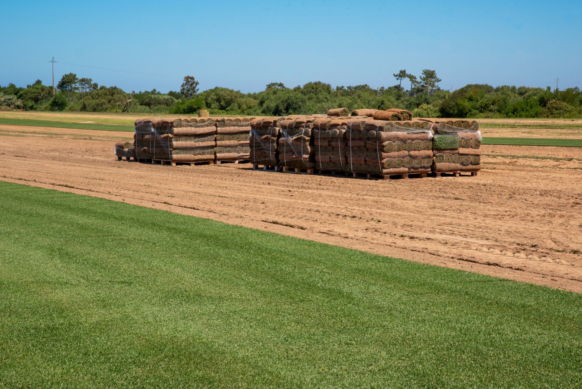 Harvesting New Sod | Longmont, CO | Sunny Slope Sod Farm LLC