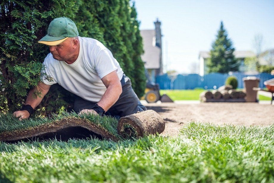 Man Laying Sod for New Lawn | Longmont, CO | Sunny Slope Sod Farm LLC