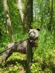 Dog Exercising to Improve Behavior